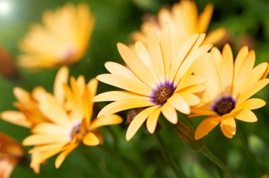 meisje braakt gele bloem.