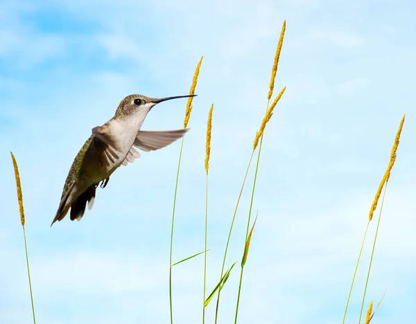 Koliber w ruchu. — Zdjęcie stockowe