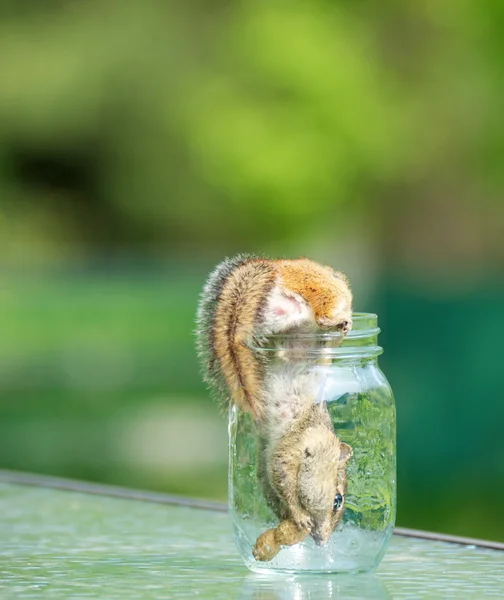 Chipmunk in a jar. — Stock Photo, Image