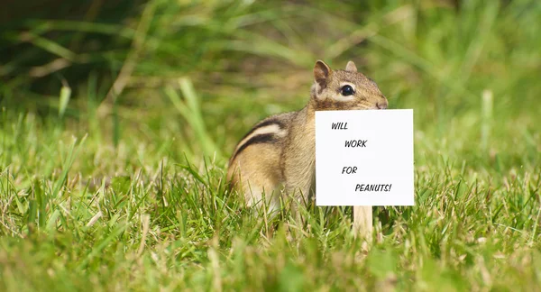 Chipmunk will work for peanuts. — Stock Photo, Image