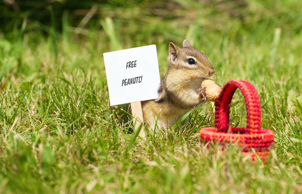 Chipmunk with a peanut and sign. — Stock Photo, Image