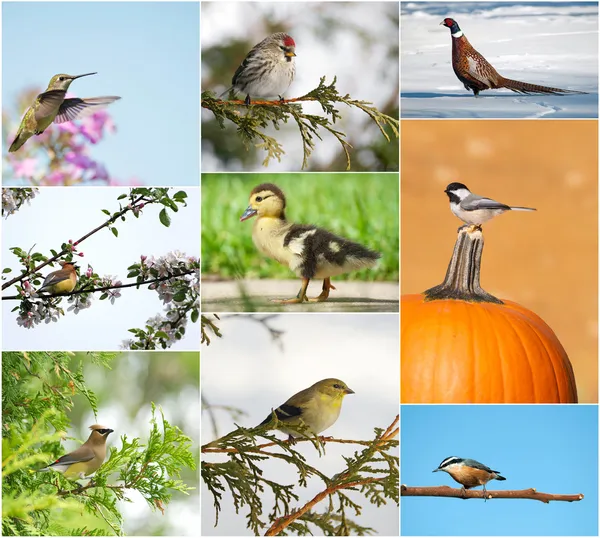 Ptaki w różnych sezonach kolaż. — Zdjęcie stockowe
