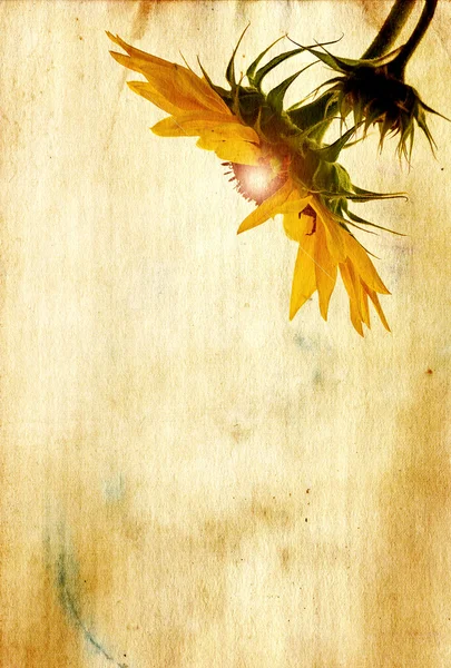Grunge paper with sunflower. — Stock Photo, Image