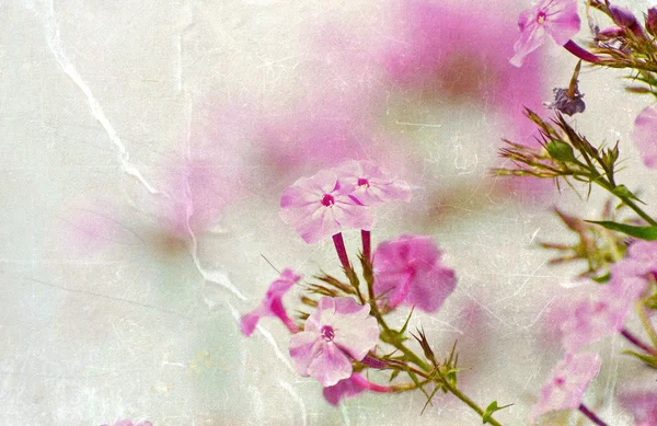 Textured flower background. — Stock Photo, Image