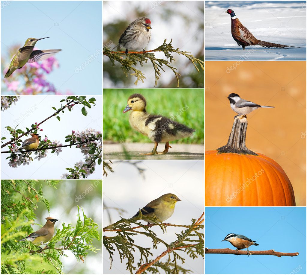 Birds throughout different seasons collage.