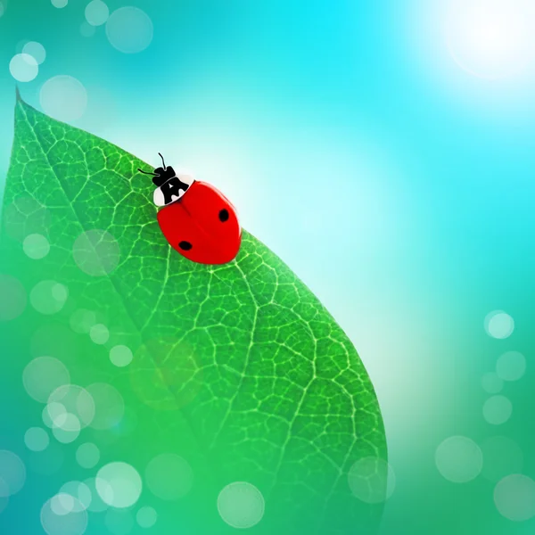 Art picture with ladybird — Stock Photo, Image