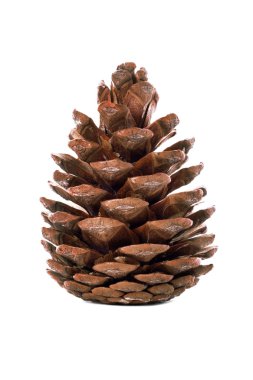 Pine cone clipart