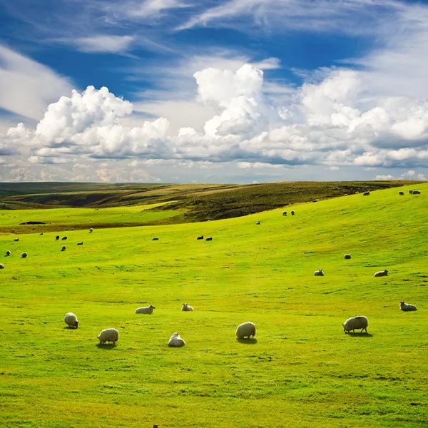 stock image Meadow with flock of sheeps