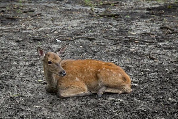 Ledsen baby deer — Stockfoto