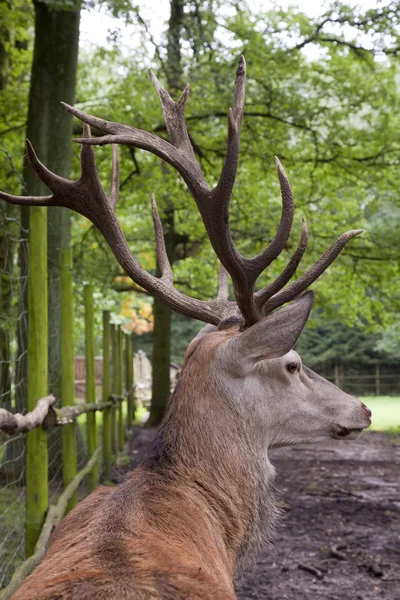 Big deer — Stock Photo, Image