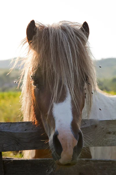 Horse close up — Stock Photo, Image