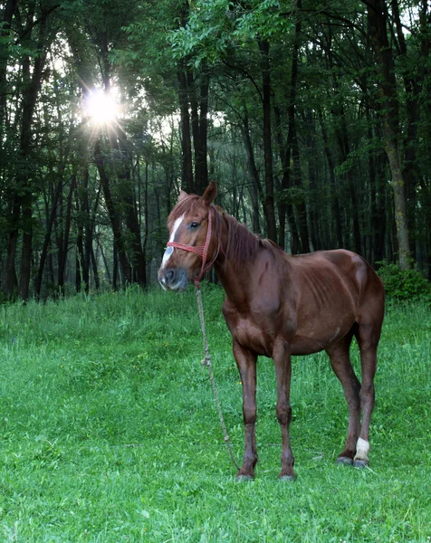 Kůň v lese — Stock fotografie