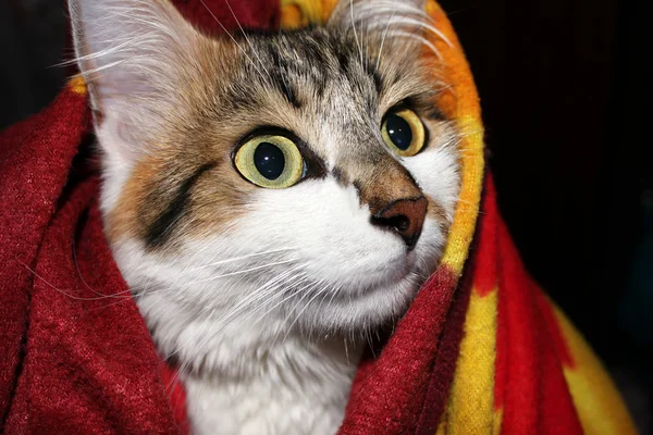 Katze in einer Decke — Stockfoto