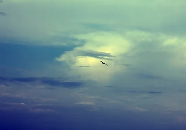 Gökyüzü ve kuş — Stok fotoğraf