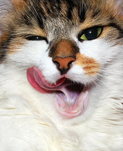 Cat licked — Stock Photo, Image