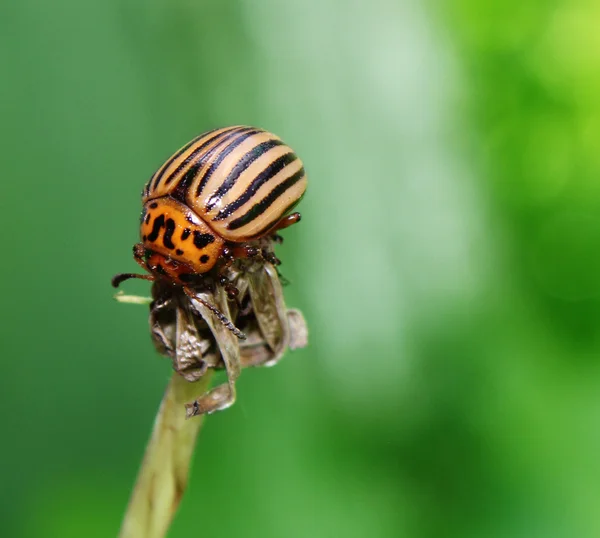 stock image Colorado beetle