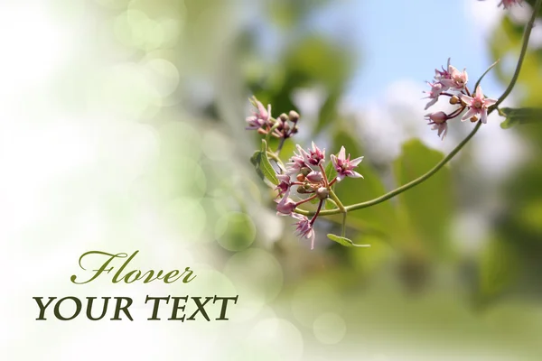 stock image Pink flowers