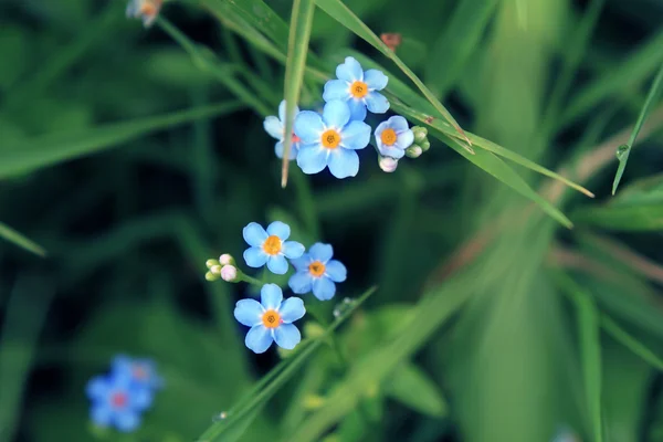 stock image Blue flowers and grass