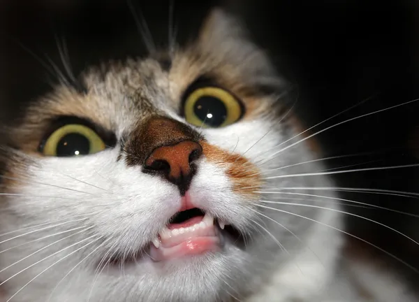 Ijedt macska — Stock Fotó