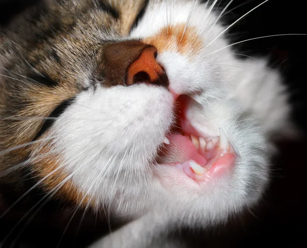 Gato assustado — Fotografia de Stock