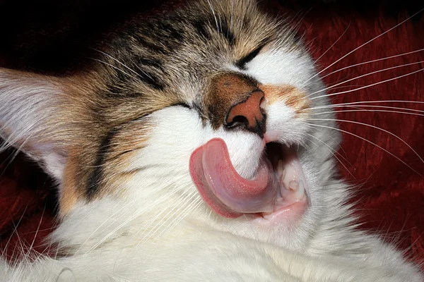 Cat licked — Stock Photo, Image