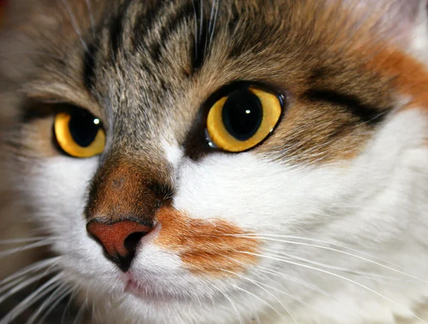 Porträt einer Katze — Stockfoto