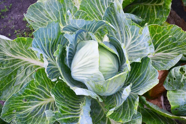 stock image Cabbage on a bed