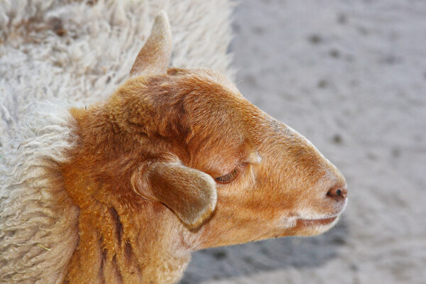 Овечья голова
