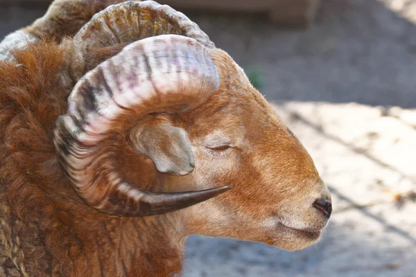 Sheeps head — Stock Photo, Image