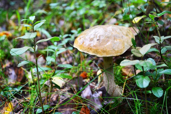 stock image Birch mushroom