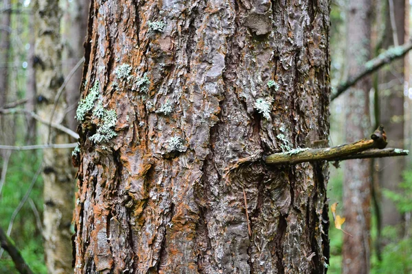 stock image Tree bark