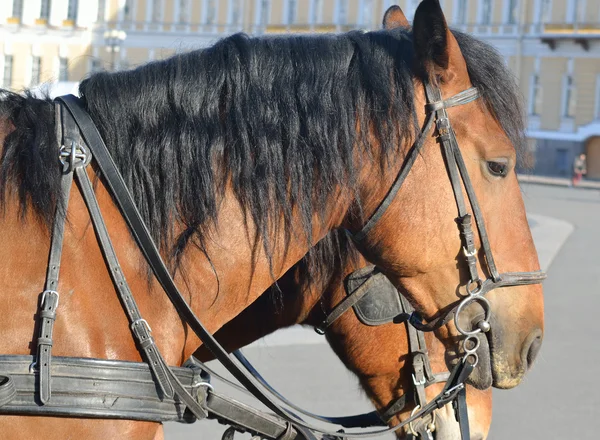 Profil eines schönen Pferdes. — Stockfoto