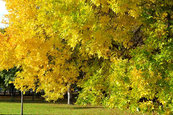 stock image Autumn branch of maple tree