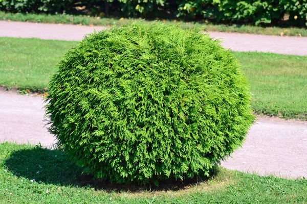 Round bush — Stock Photo, Image