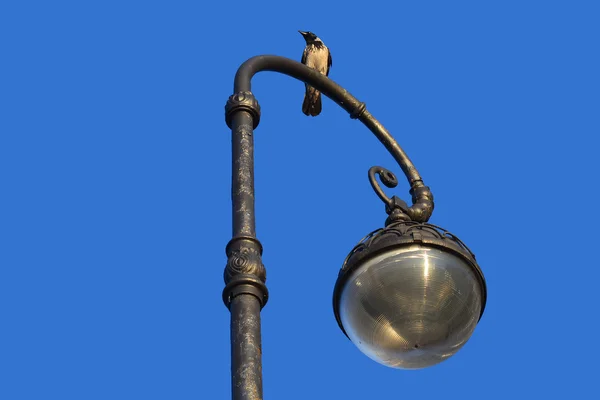 Street lantern with crow on blue sky background — Stock Photo, Image