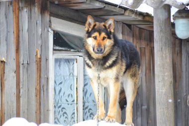 ülke köpek
