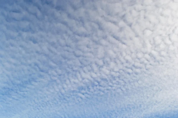 stock image Deer blue sky and clouds