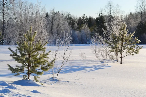 Dwa małe jodły w zimowym lesie — Zdjęcie stockowe