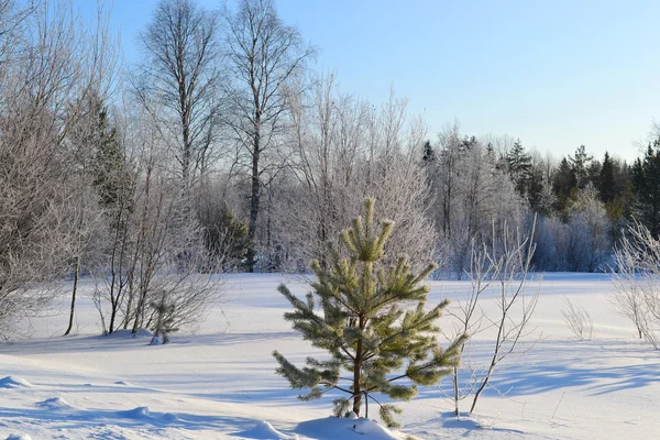 Kleine spar structuur in winter forest — Stockfoto