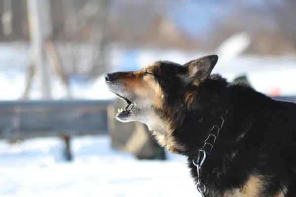 Malvagio cane di campagna su uno sfondo sfocato — Foto Stock