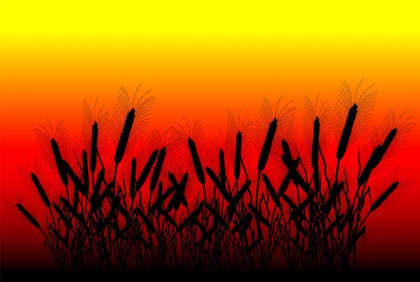 Field of wheat at sunset — Stock Vector