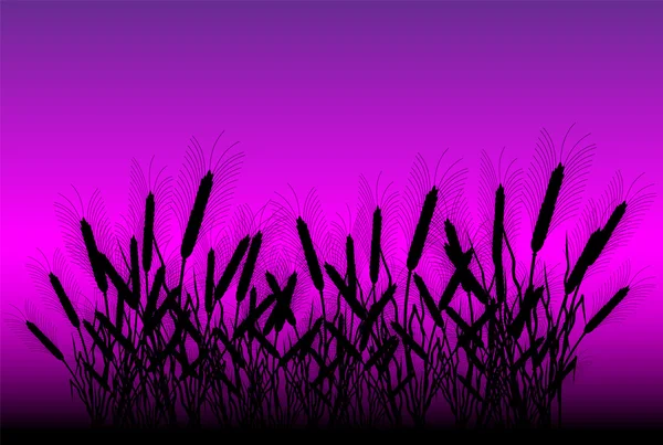 Gebied van tarwe na zonsondergang — Stockvector