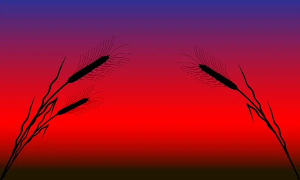 Champ de blé après le coucher du soleil — Image vectorielle