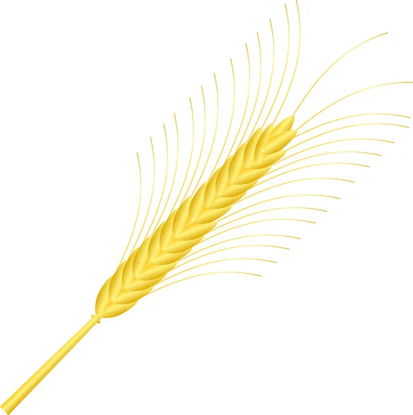 Oreja de trigo sobre blanco — Vector de stock