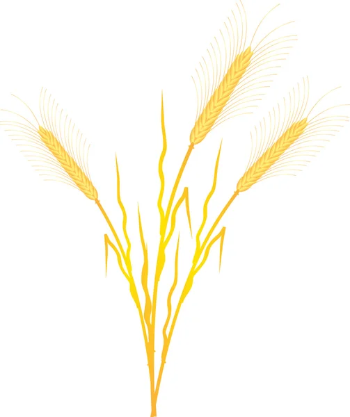 白小麦 — 图库矢量图片