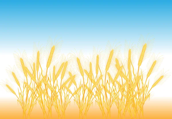 Pere di grano gialle mature su un campo — Vettoriale Stock