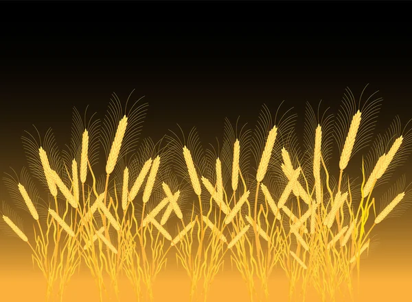 Ripe yellow wheat ears on a field — Stock Vector