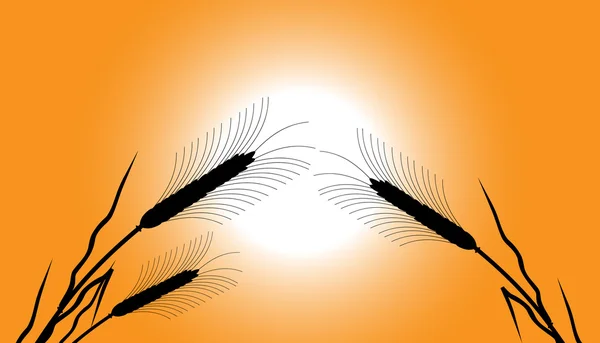 Épis de blé au coucher du soleil — Image vectorielle