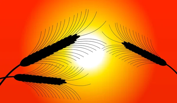 Uši pšenice při západu slunce — Stockový vektor