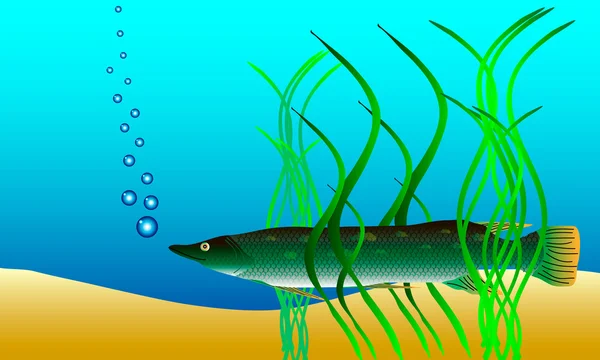 Undervattenslandskap - gädda som gömmer sig i ogräset — Stock vektor